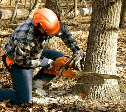 Tree Removal in Winooski, VT